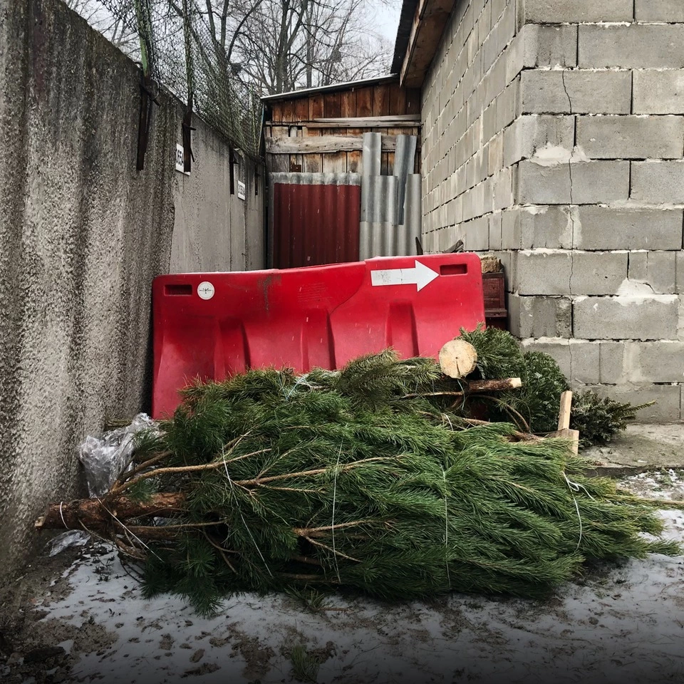 Що треба знати, щоб віддати ялинку на переробку
