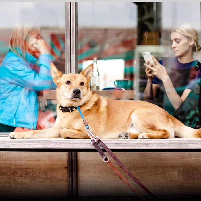 Who Let The Dogs Out: куди в Києві можна (і не можна) зайти з собакою