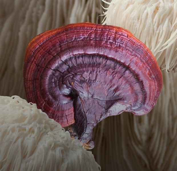 Функціональні гриби врятують від вигорання? Запитуємо в лікарів — Здоров'я. The Village Україна