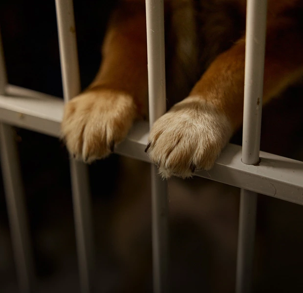 У притулку: як працюють «Песики Києва» на Виноградарі — Звірі у місті. The Village Україна