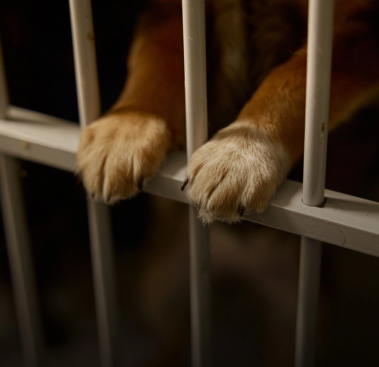 У притулку: як працюють «Песики Києва» на Виноградарі