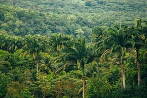 Частина тропічних лісів Амазонки може загинути через розвиток клімату, якого не було на Землі 10 мільйонів років