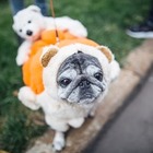 Кураж Базар: речі з історіями, Awesome перепічка та зграя мопсів (22-23 квітня)