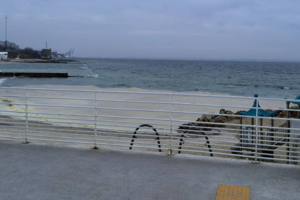 Російська атака по портах в Одесі: місцеві птахи постраждали через витік соняшникової олії