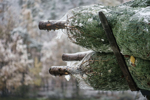 У 2025 році незаконні вирубки різдвяних ялинок скоротилися майже у десять разів