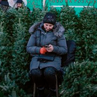Чому варто здати ялинку на переробку, а не викинути в смітник?