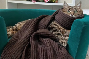 Кіт-блогер Степан знявся в кампейні нової колекції вʼязаних аксесуарів Ruslan Baginskiy