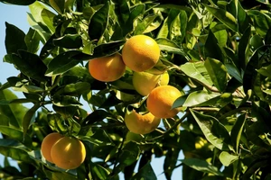 Юзу - японський фудтренд, що підкорює українців