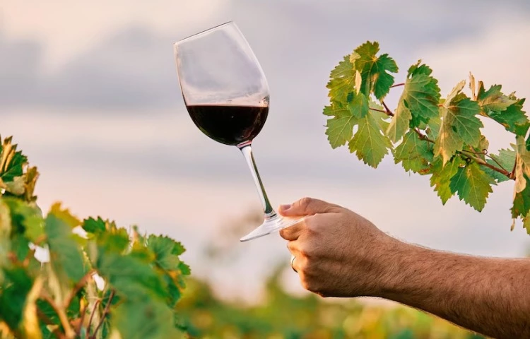 Хочу полюбити українське вино: ось 15 пляшок, які варто спробувати