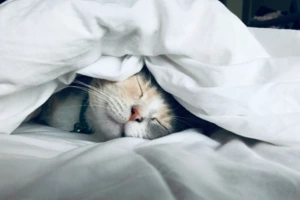 Важка ковдра покращує сон?
