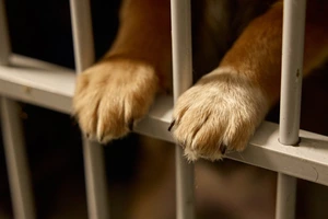 У притулку: як працюють «Песики Києва» на Виноградарі